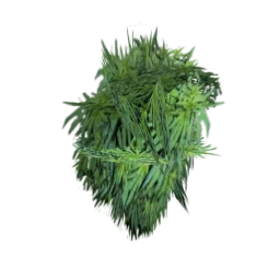 grassplant01