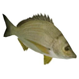 Fish1