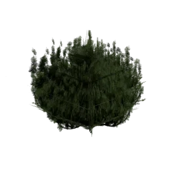 pine_kust1