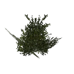 shrub_kust1