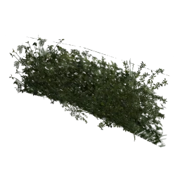 shrub_kust2