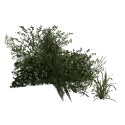 shrub_kust4