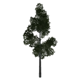 pine_elka1