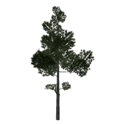 pine_elka2