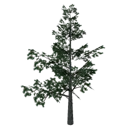 pine_elka5