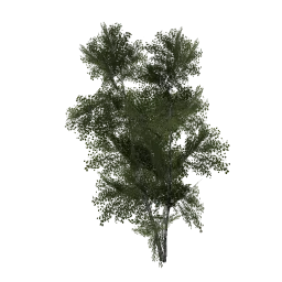 paper_derevo3