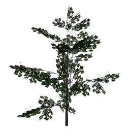 derevo_2