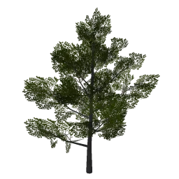 oak_tree1