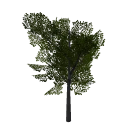 oak_tree3