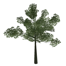 european_beech2