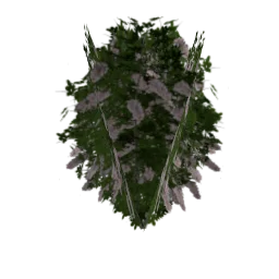 flowers2