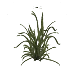 grass