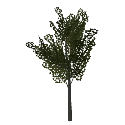 misc_derevo1