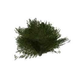 misc_derevo4