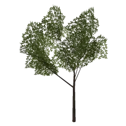 hackberry