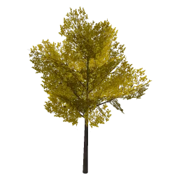 hornbeam