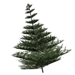 juniper