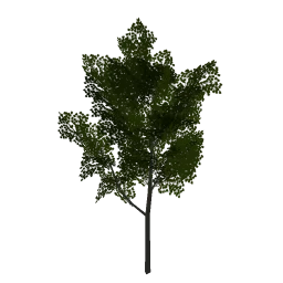 linden