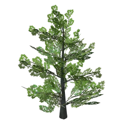maple_tree1