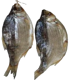 13kardon_fish1