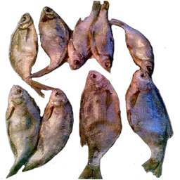 13kardon_fish2