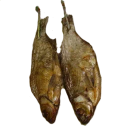 13kardon_fish4