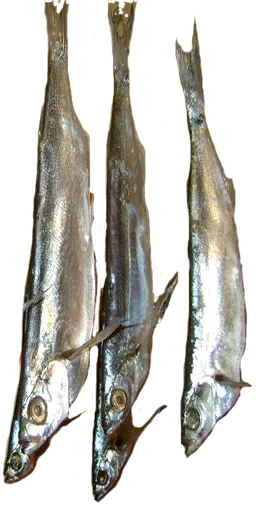 13kardon_fish5