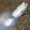 stolb4