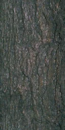 elm1