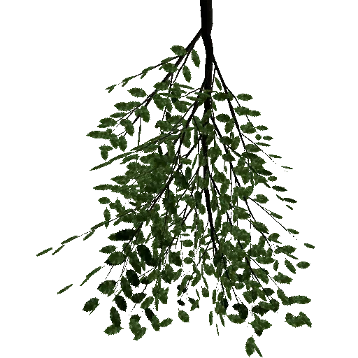 holly