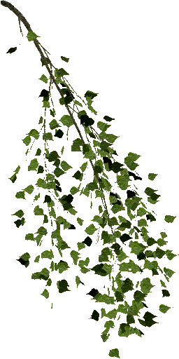 poplar