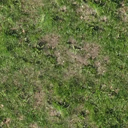 my_grass_1
