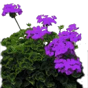 byssch_flower4