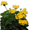 byssch_flower5