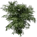 fuzzyplant256