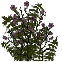 fialkiflowers