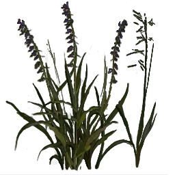 rus_grasstype4_flowers