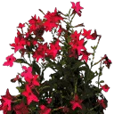 starflower2