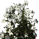 starflower2wht