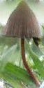 drug_mushroom