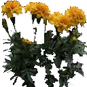 edovo_coundom_flower