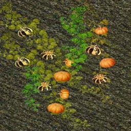 edovo_coundom_gryadka