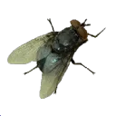 beastie