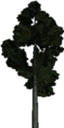 veg_lodpinee1