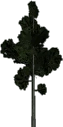 veglod_pine2