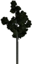 veglod_pine3