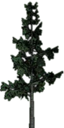 veglod_pine4