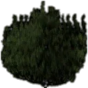 veglod_pinekust
