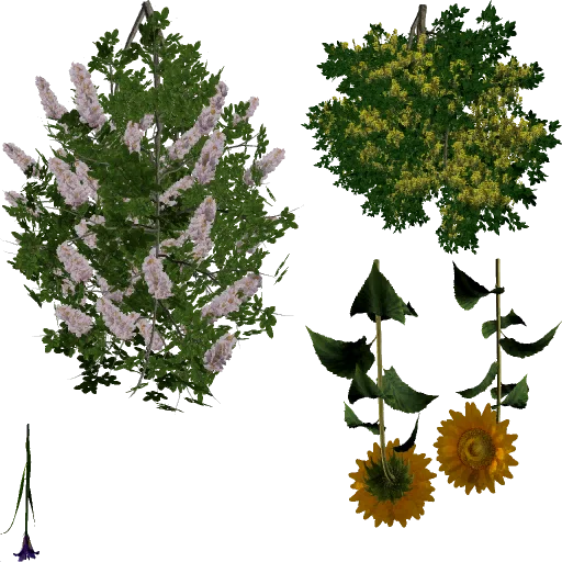 flowers