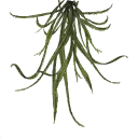 grass